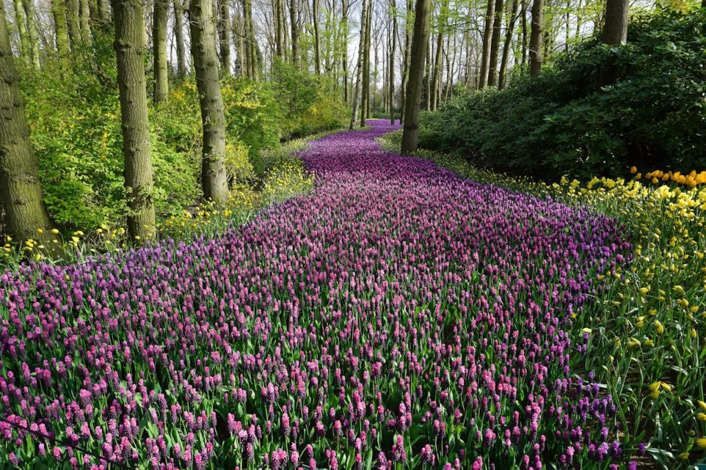 pink-flower-field-414083 A vibrant pathway through blooming spring flowers in a serene woodland.